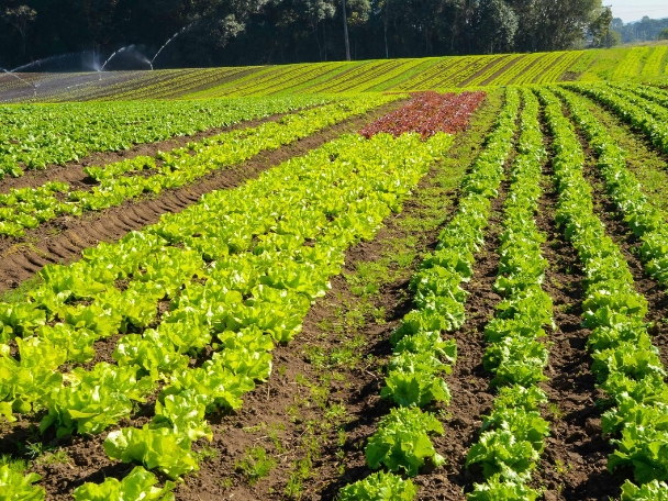 PARANÁ: Prêmio Orgulho da Terra divulga lista dos 19 produtores vencedores de 2024