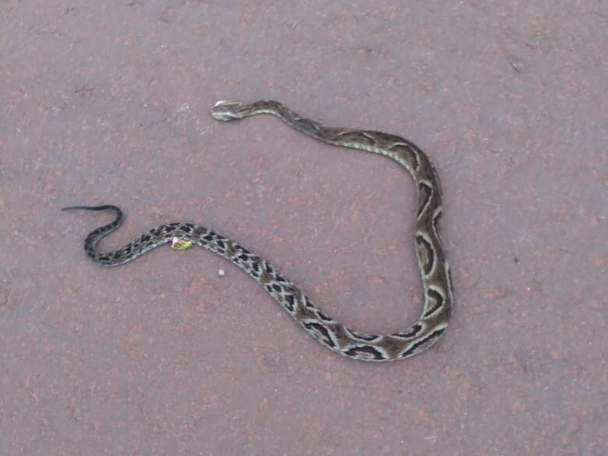 Saúde de Marilândia do Sul alerta para risco de acidentes com serpentes