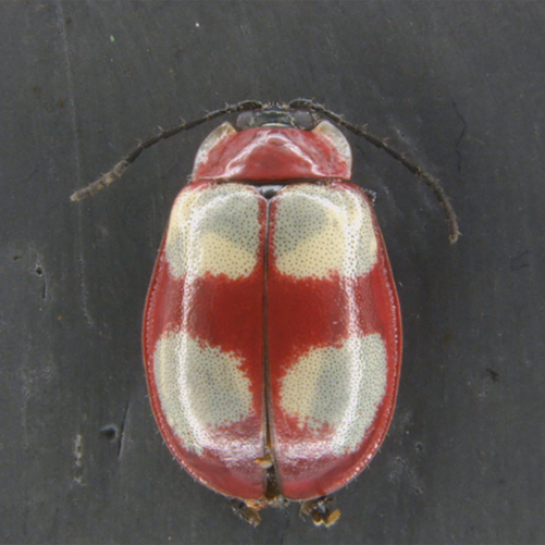 PARANÁ: Besouro Saltador dos Campos Gerais: pesquisadores da UEPG descobrem nova espécie