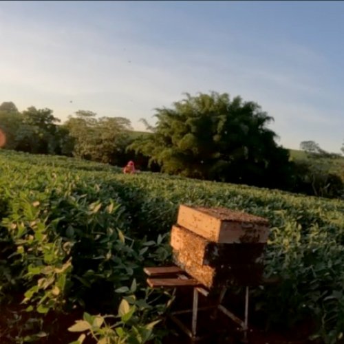 PARANÁ: Polinização animal contribui para 12,6% da produção agrícola do Paraná, aponta IBGE