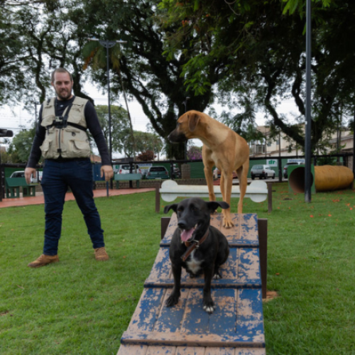 APUCARANA: Centro de Saúde Animal da Prefeitura de Apucarana alerta tutores de cães e gatos sobre responsabilidades