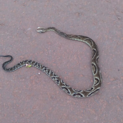 Saúde de Marilândia do Sul alerta para risco de acidentes com serpentes