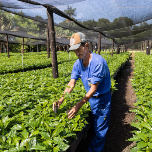 APUCARANA: Prefeitura prepara 165 mil mudas de café para repasse aos produtores