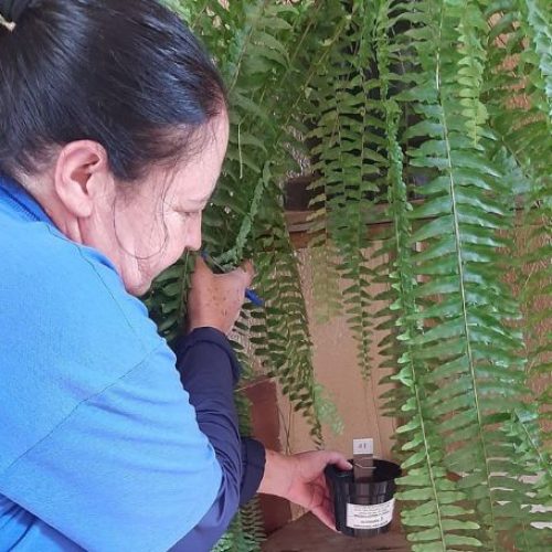 Combate à dengue: Controle de Endemias investe na instalação de ovitrampas