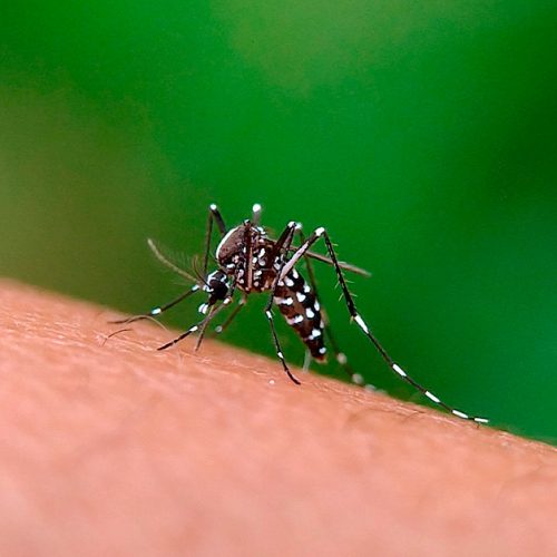 Boletim da dengue: Apucarana confirma mortes e passa dos 5 mil casos